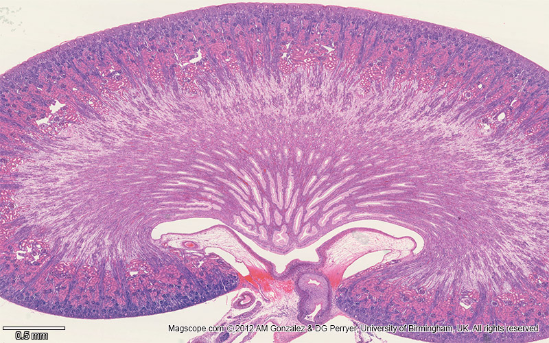 Kidney