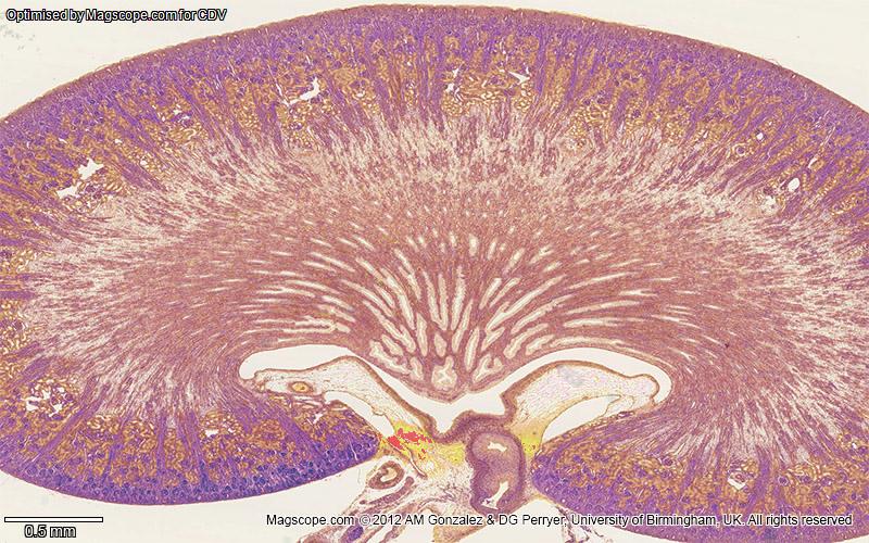 Kidney